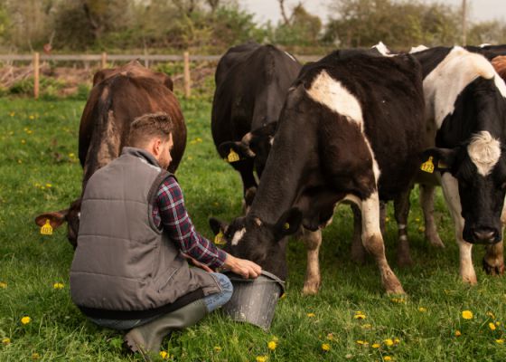 How Cow Protection Supports Rural Development