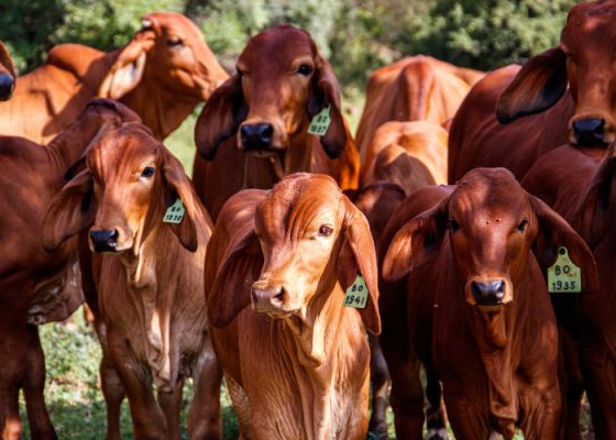 गौ निधि – सेवा, संरक्षण और सनातन परंपरा का आधार